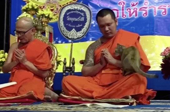 Кот против монаха: кто сломается первым?