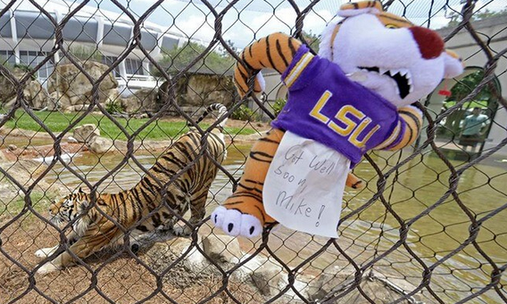 Живой талисман ЛГУ ТИГР возвращается в освещенный солнцем вольер через день после лечения рака