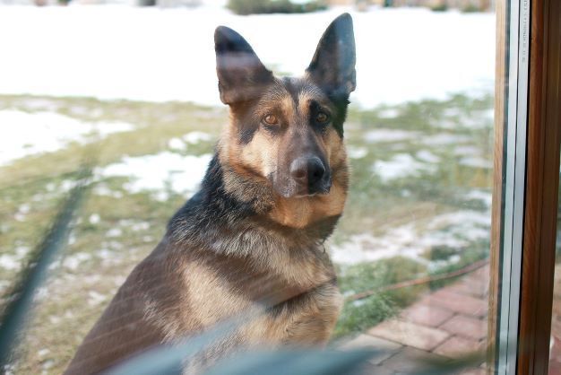 Пять полезных служебных собак.