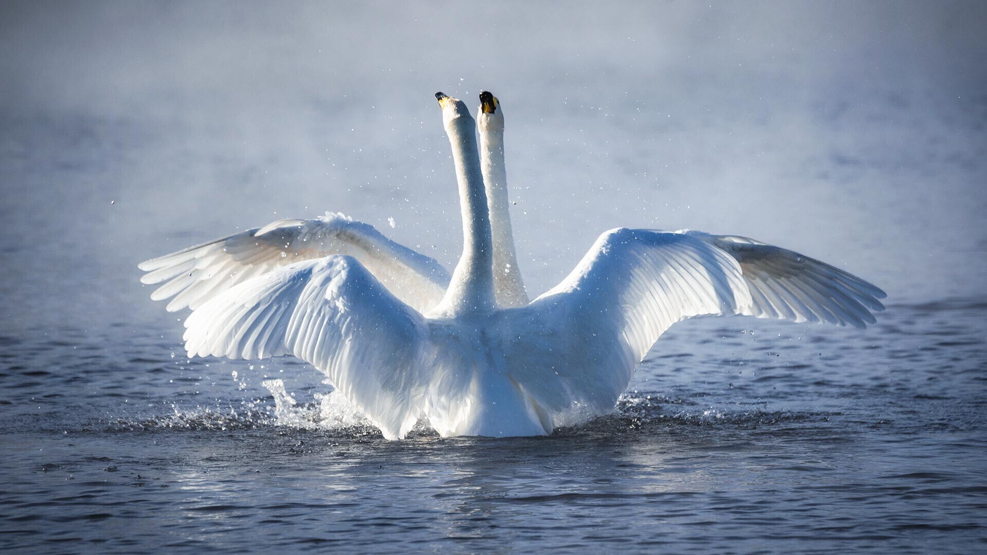 Захватывающее ‘Лебединое озеро’ Сибири на фотографиях