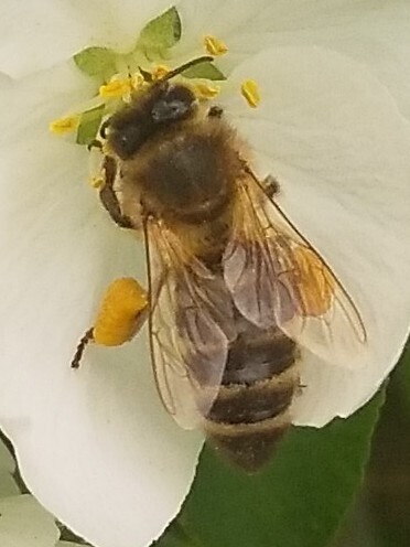 Лето прошло, а мед так и не попробовал
