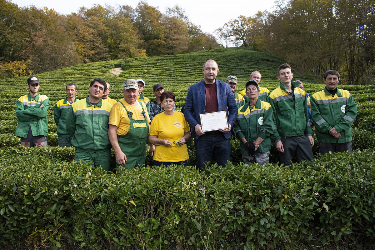 Краснодарского чая больше не будет. Генпрокуратура изъяла в пользу Сочинского Национального парка все земли чаеводов