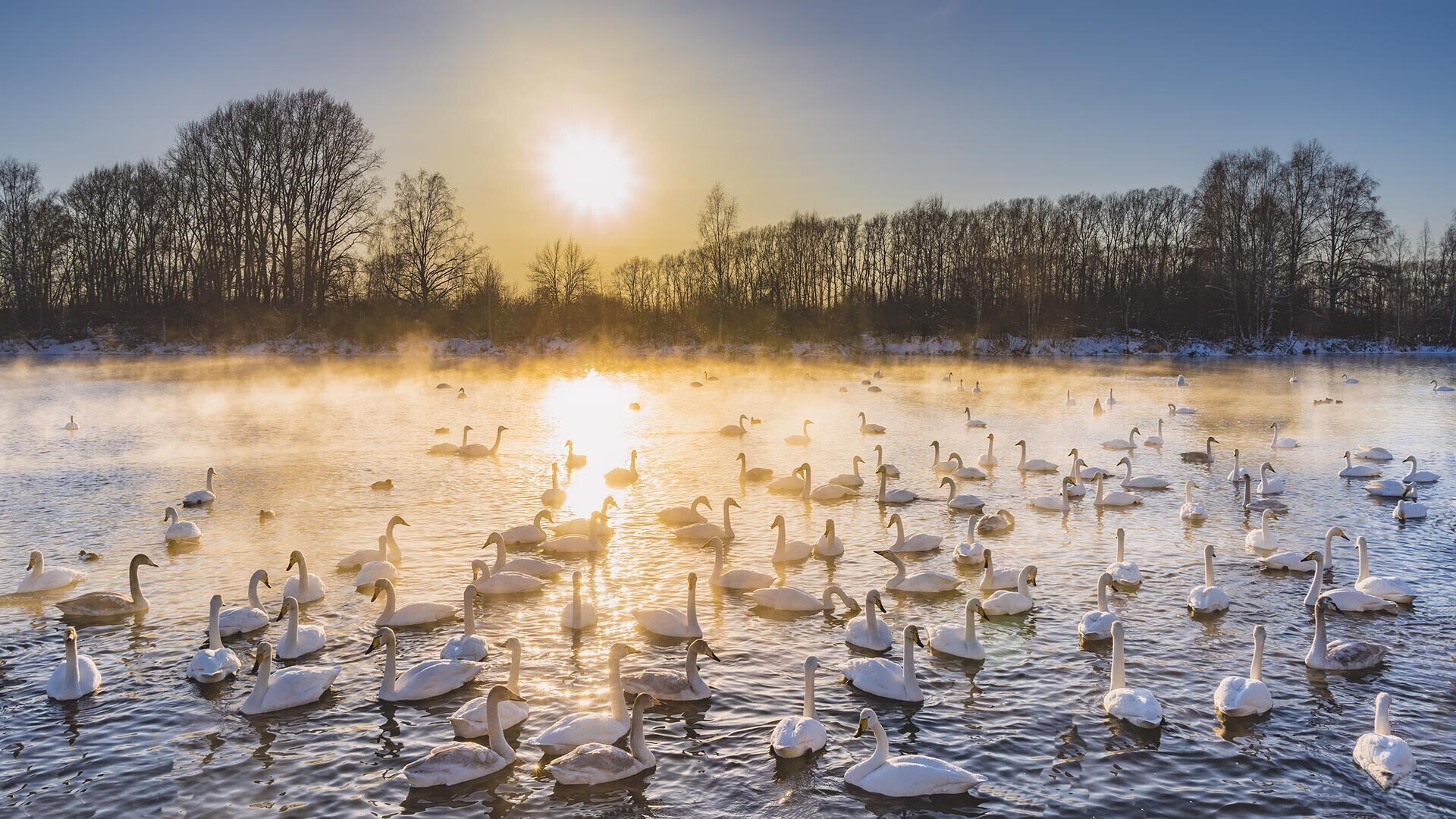 Захватывающее ‘Лебединое озеро’ Сибири на фотографиях