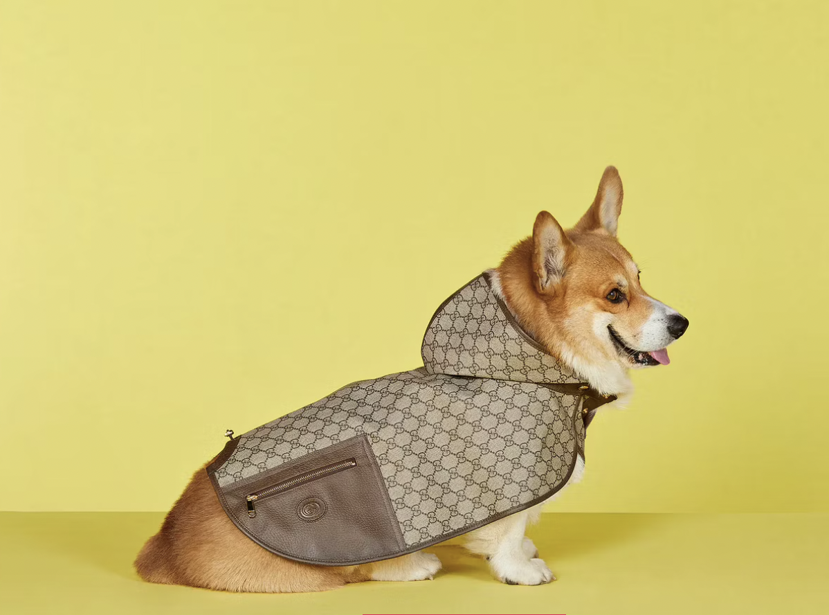 Наряды для домашних животных впечатляют