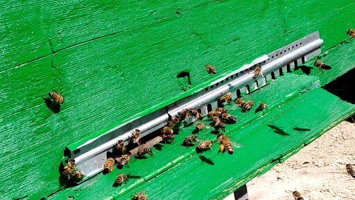 Для желающих заняться пчеловодством