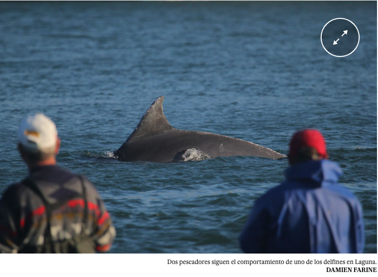 Дельфины сотрудничают с рыбаками-кустарями ради большего улова