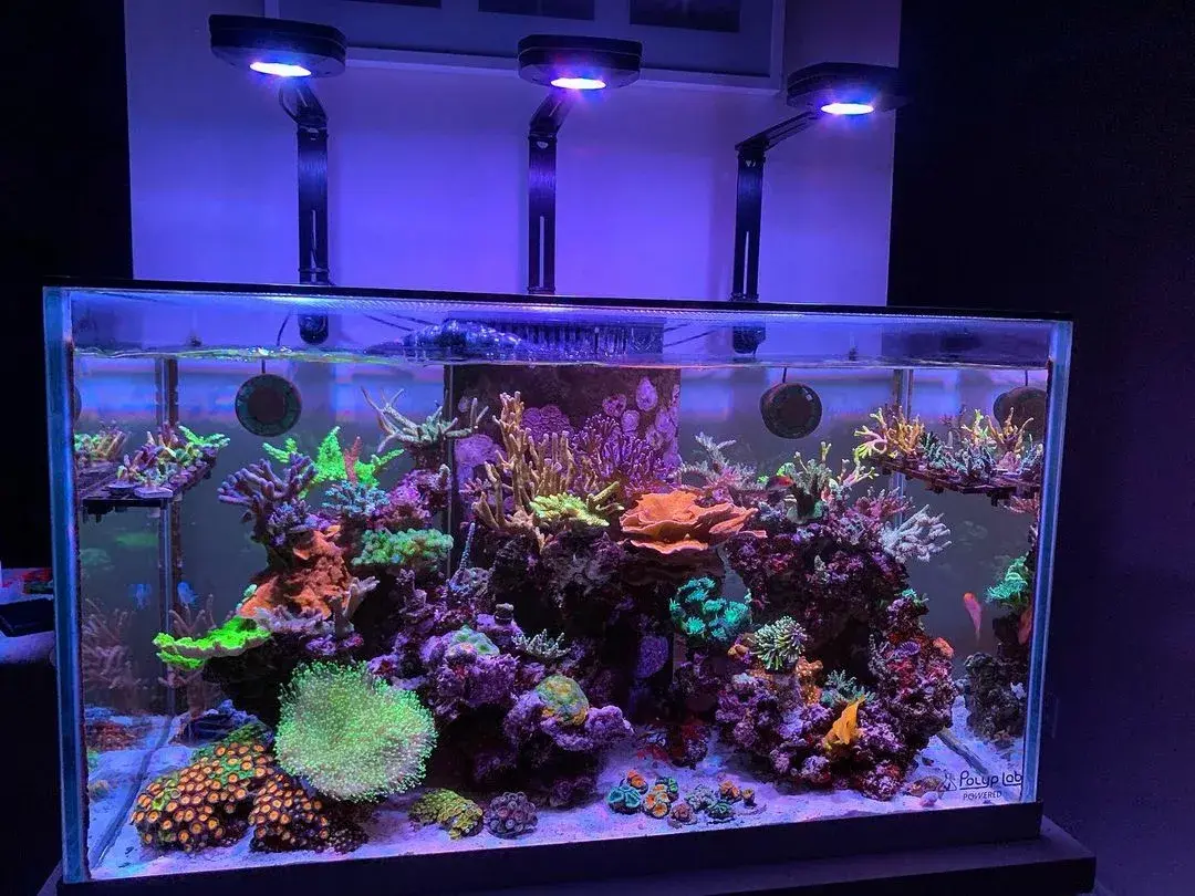 Ты все это время не правильно чистил аквариум