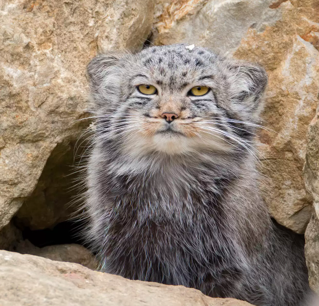Редкая кошка найдена на самой высокой горе в мире