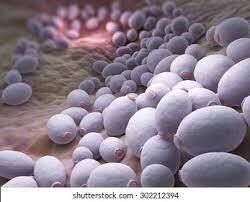 Кандид альбиканс что нужно знать?