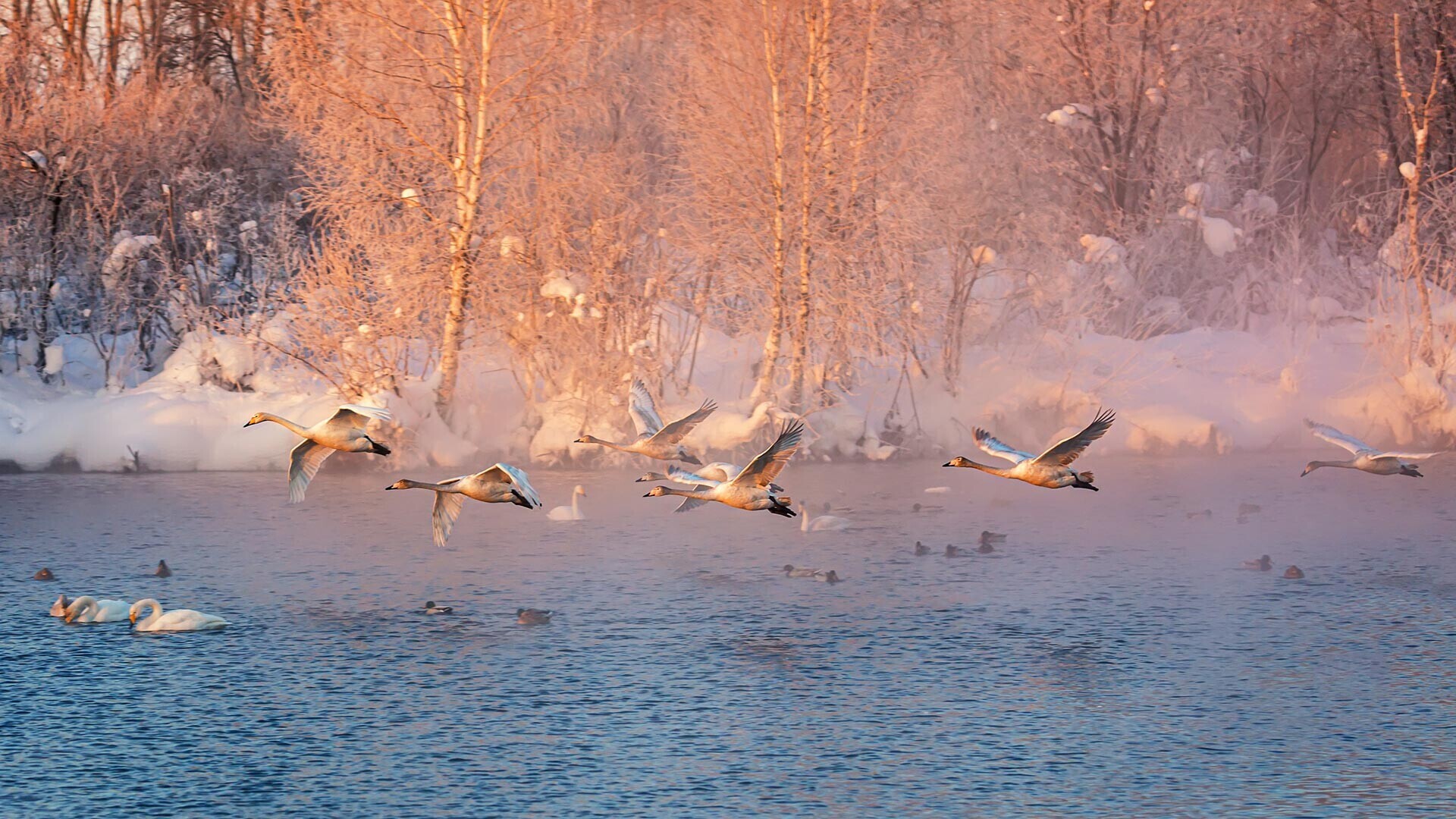Захватывающее ‘Лебединое озеро’ Сибири на фотографиях