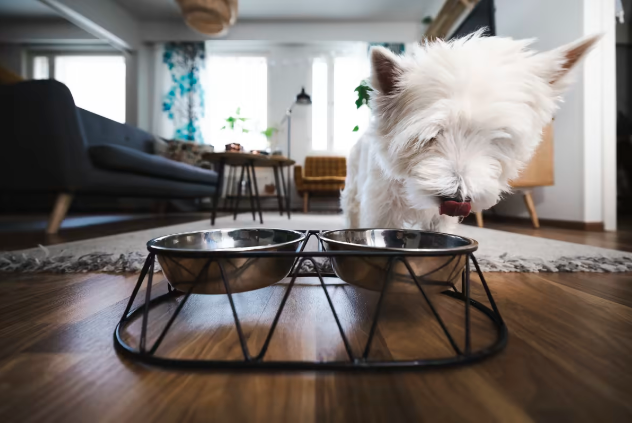 Часто ли вы меняете корм для своей собаки? Ветеринар объясняет, почему это может принести больше вреда, чем пользы.