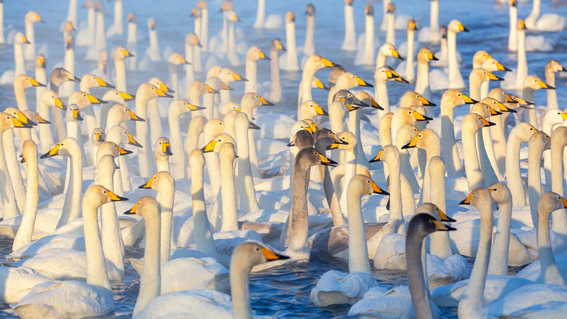 Захватывающее ‘Лебединое озеро’ Сибири на фотографиях