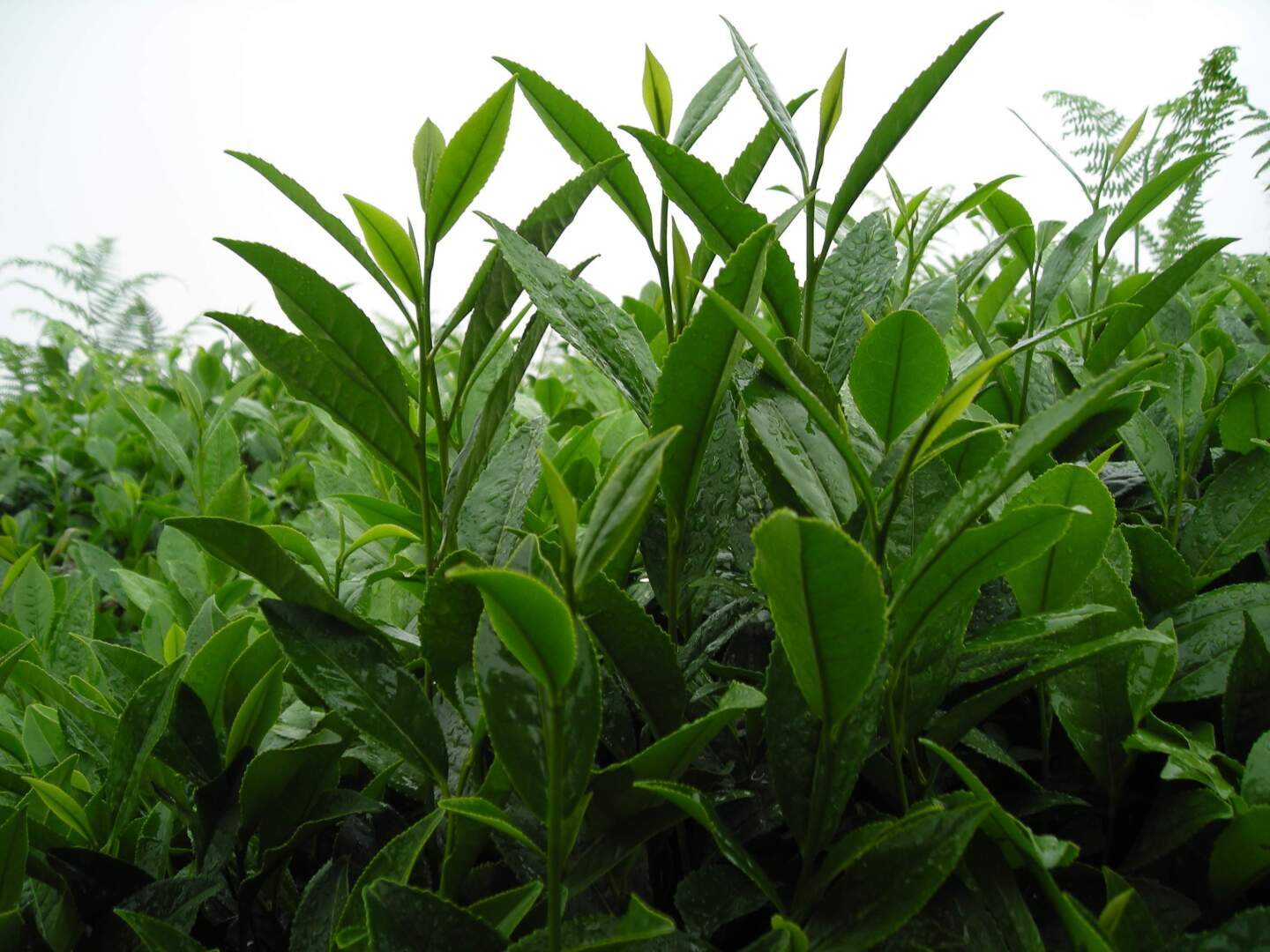 Чем полезен зеленый чай?