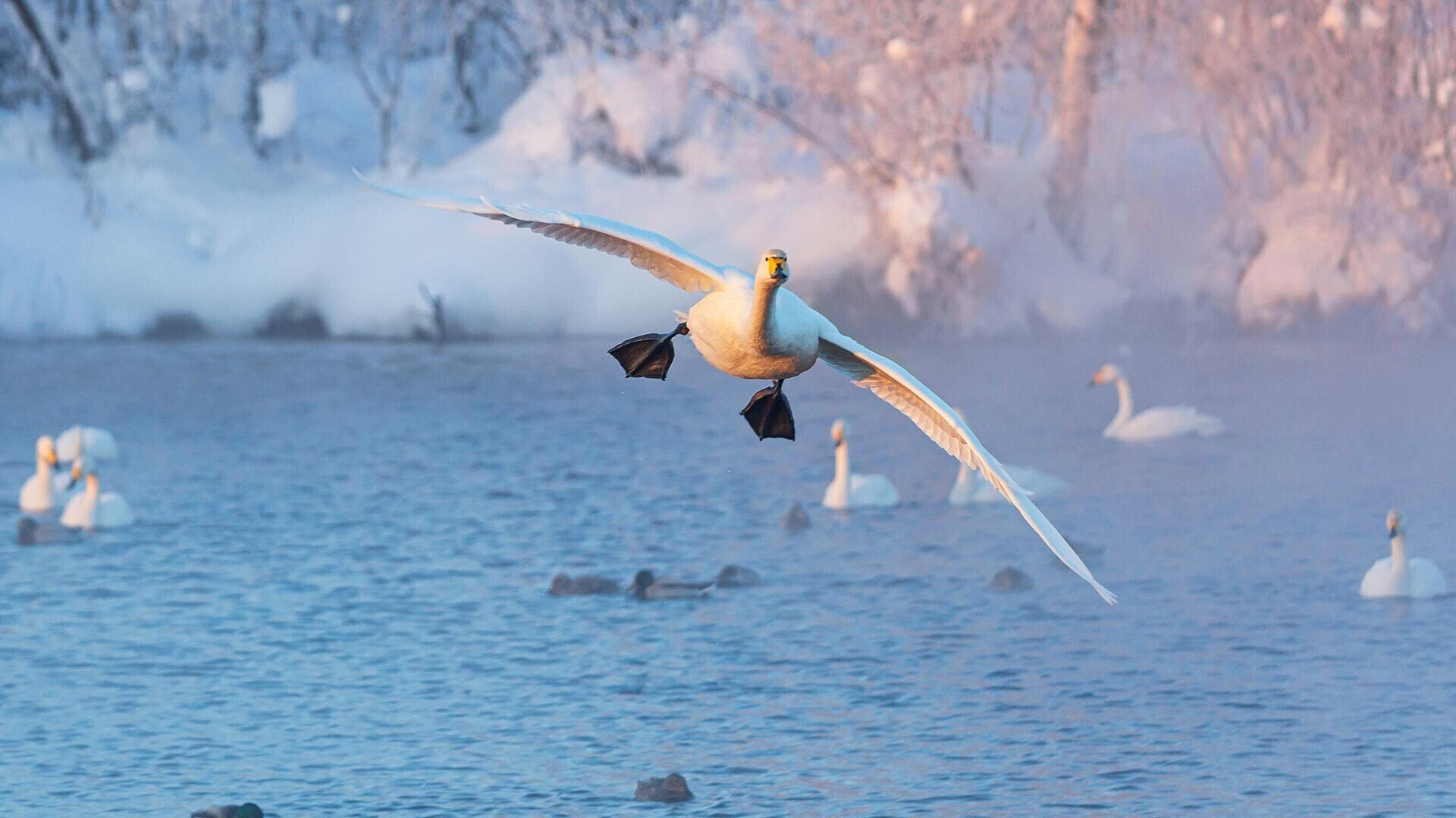 Захватывающее ‘Лебединое озеро’ Сибири на фотографиях