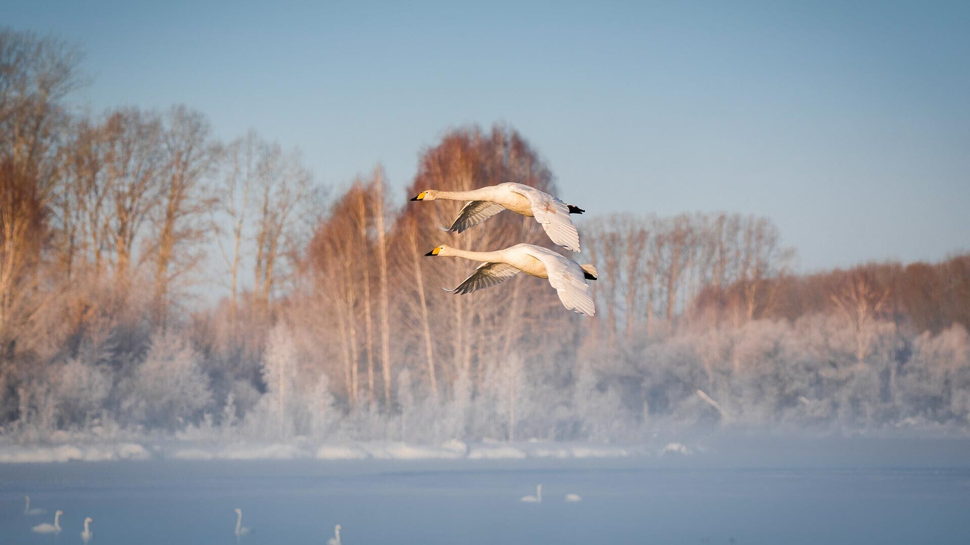 Захватывающее ‘Лебединое озеро’ Сибири на фотографиях