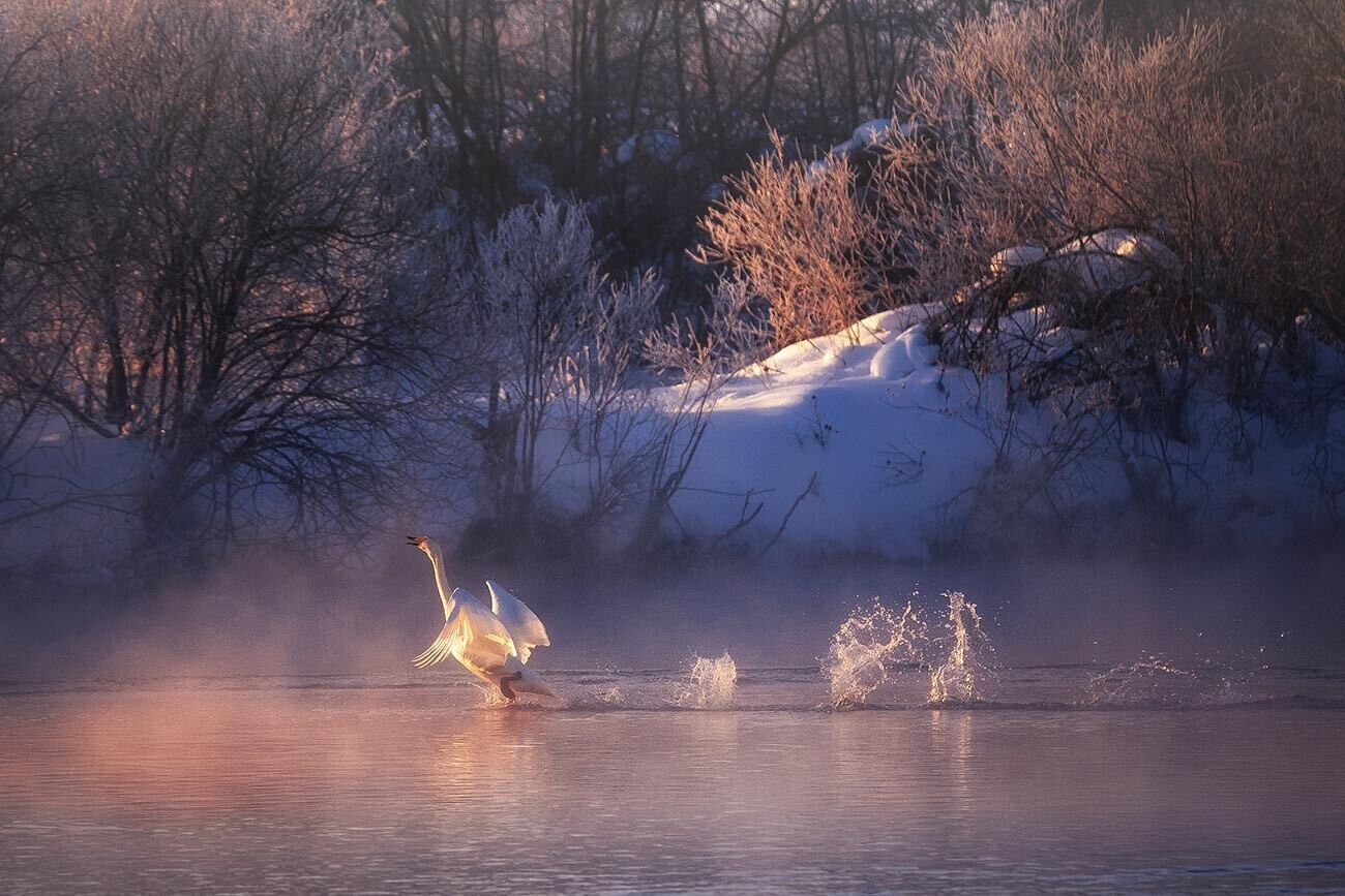 Захватывающее ‘Лебединое озеро’ Сибири на фотографиях