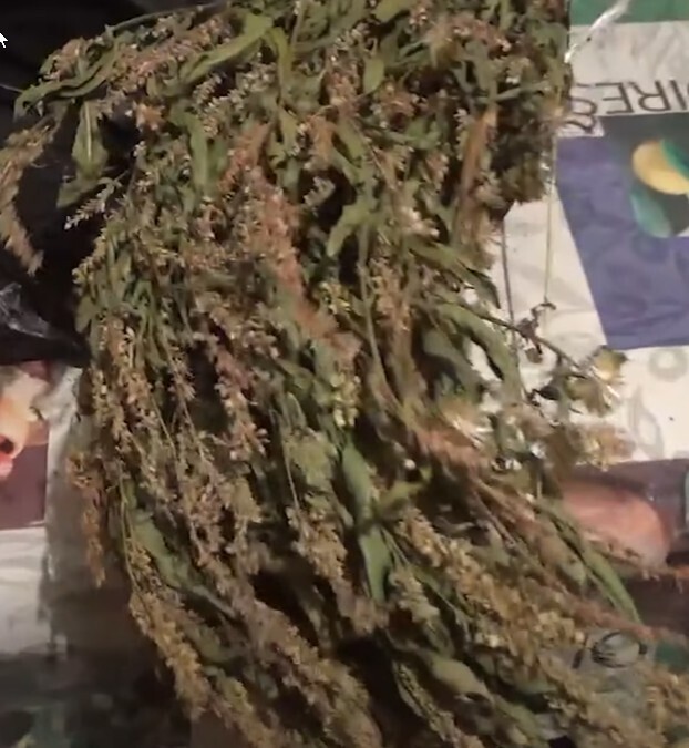 Лечение геморроя народной медициной. Горец перечный.