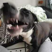 Руслан, г. Москва