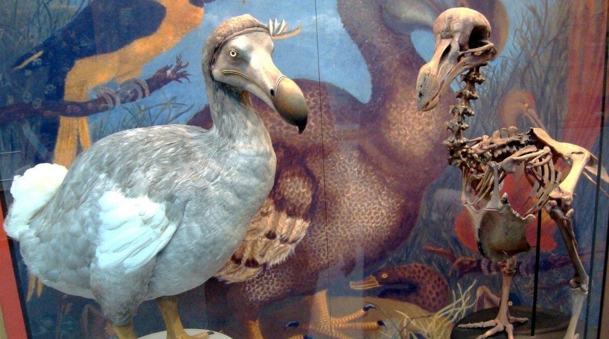 Возвращение додо: ученые работают над воскрешением вымершей птицы