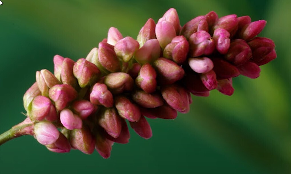 Лечение геморроя народной медициной. Горец перечный.