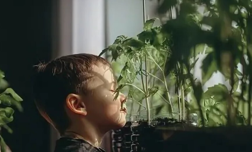 Совет садоводам отказаться от самостоятельного сохранения семян.