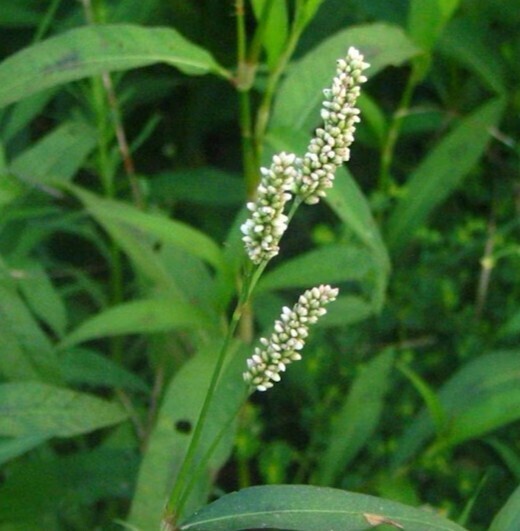 Лечение геморроя народной медициной. Горец перечный.
