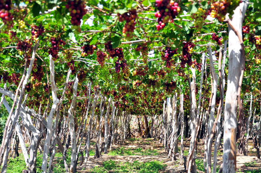 Посетите виноградники Нинь Туан