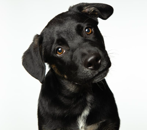 Помогите! Наш щенок ненавидит, когда его расчесывают!