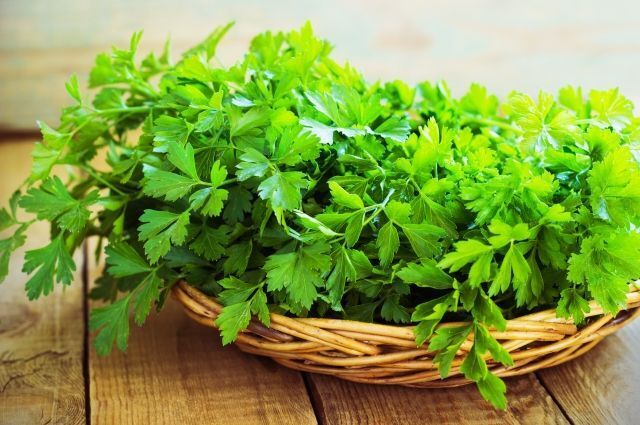 Петрушка: недооцененная трава с удивительными преимуществами для здоровья