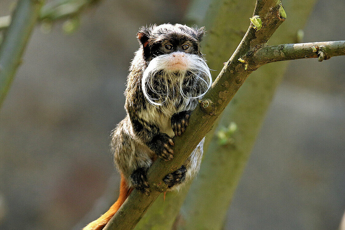 Загадочные инциденты в зоопарке Далласа