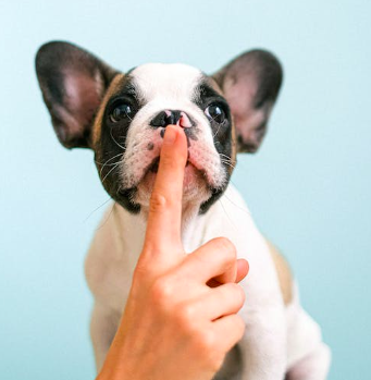 Помогите! Наш щенок ненавидит, когда его расчесывают!