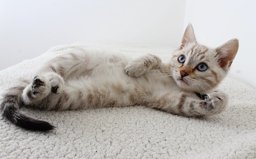 9 шагов по уходу за котятами - руководство владельца кошки