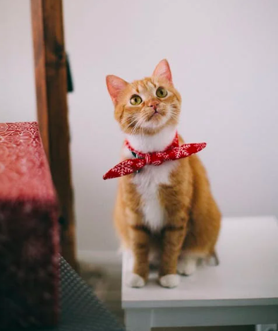 9 шагов по уходу за котятами - руководство владельца кошки