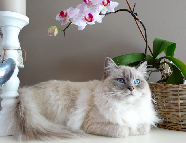 7 советов по снижению стресса вашей кошки при посещении ветеринара