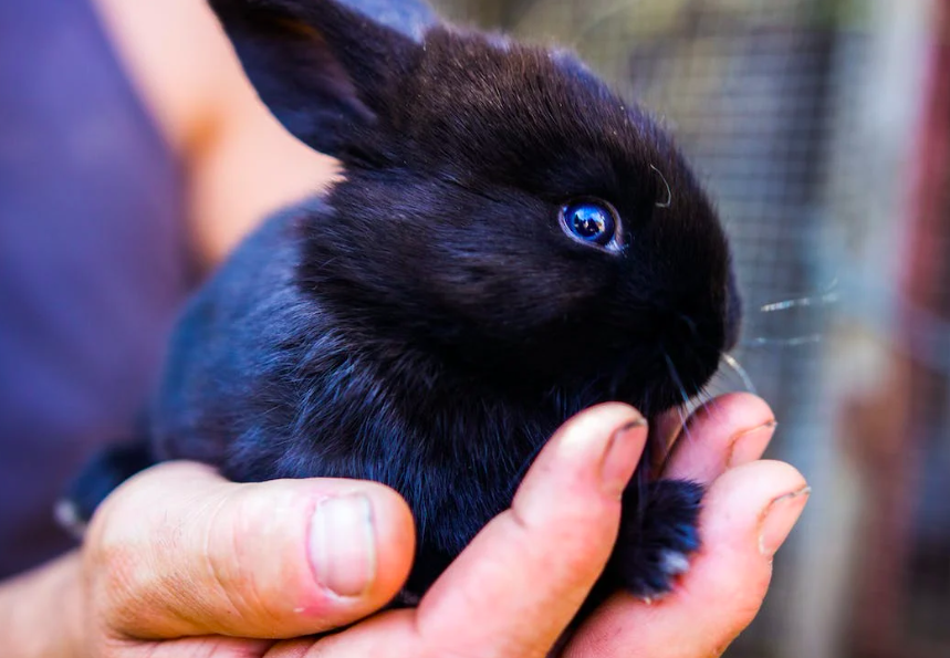 Могут ли кролики жить с собаками или кошками?