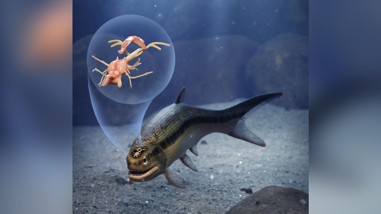 Самый старый мозг возрастом 319 миллионов лет.