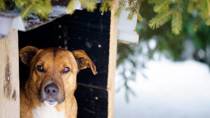 Как защитить вашего пушистого друга этой зимой, 5 важных советов