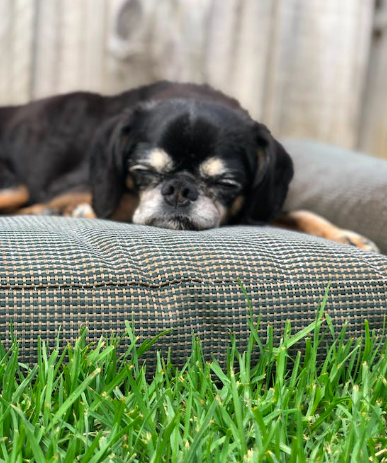 Научите щенка не облизываться