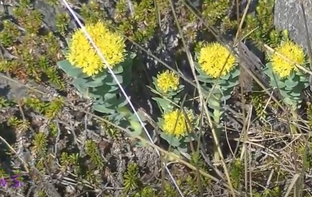 Лечебные свойства родиолы розовой (золотой корень)