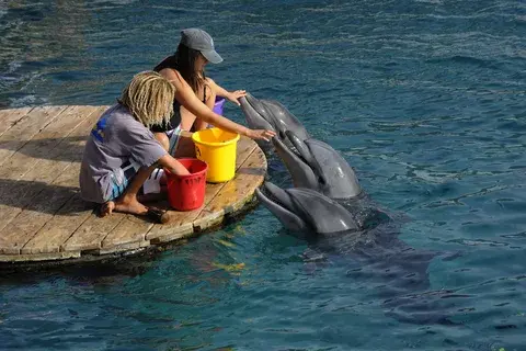 Люди могут успешно рыбачить вместе с дельфинами