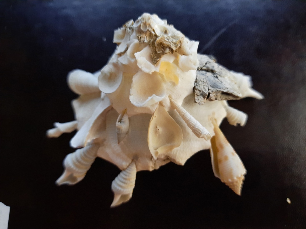 Морской мусорщик