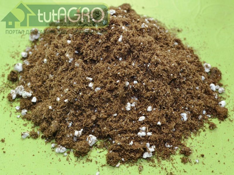 Пять ошибок при выращивании рассады