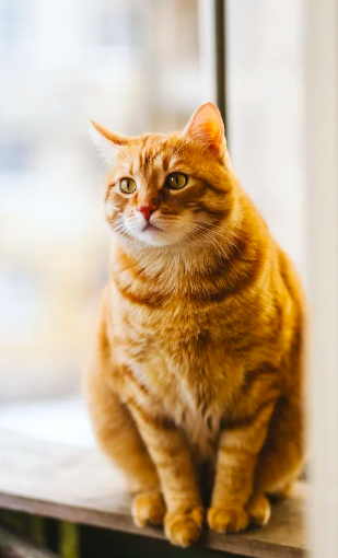 Наши взрослые кошки: Что происходит в возрасте 5-6 лет