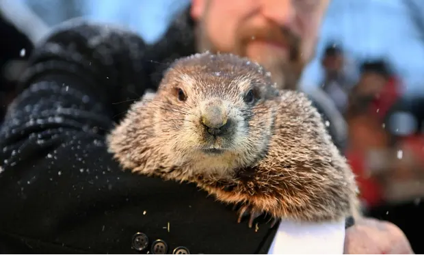 Канадский сурок Фред ла Мармотт найден мертвым до запланированного предсказания