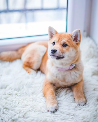 Помогите! Наш щенок ненавидит, когда его расчесывают!