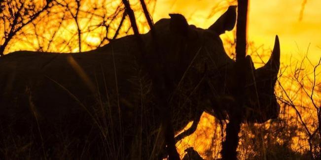 Эта гениальная идея может навсегда покончить с браконьерством