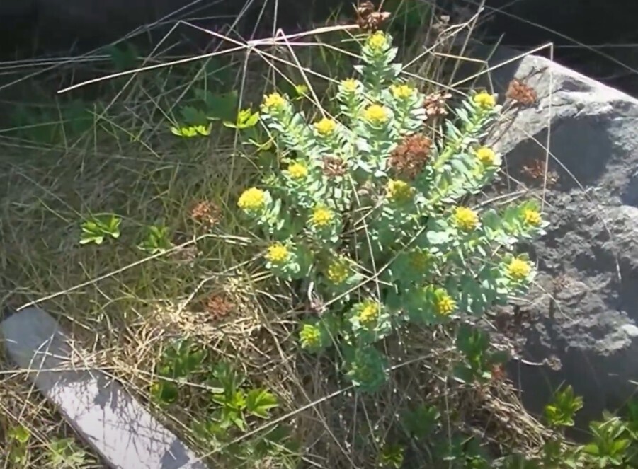 Лечебные свойства родиолы розовой (золотой корень)