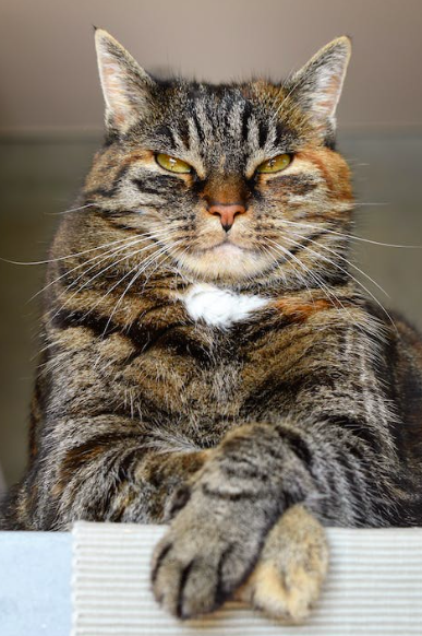 Наши взрослые кошки: Что происходит в возрасте 5-6 лет