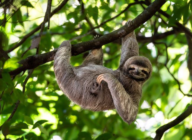 Топ-4 самых медленных животных ?