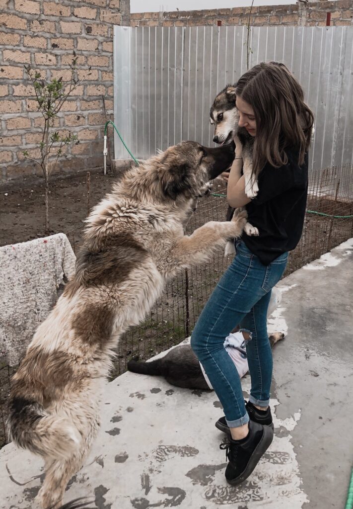 От «Папы-собаки» к «Маме-собаке»